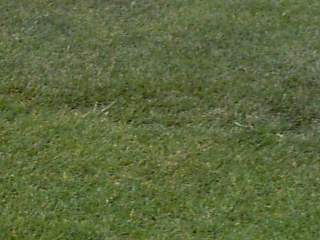 {short description of image}