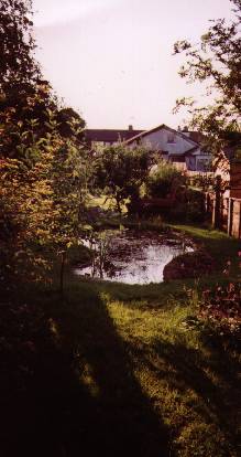 My Pond 2